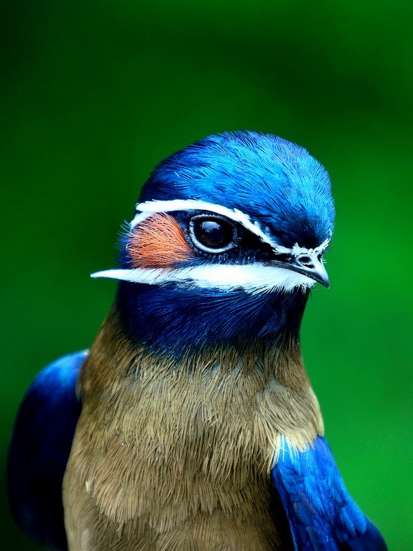 Whiskered Treeswift - ML628290104