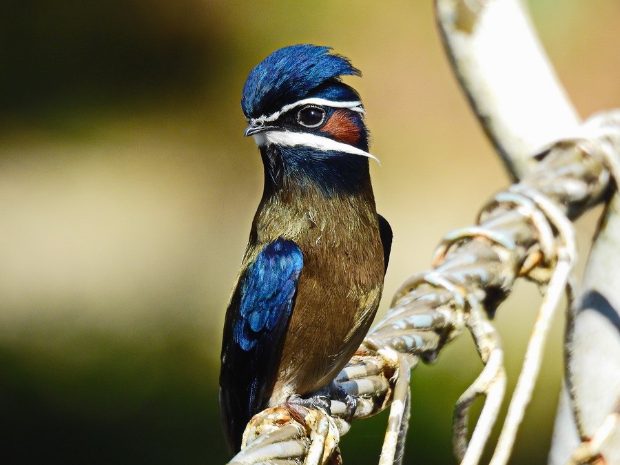 Whiskered Treeswift - ML628290105