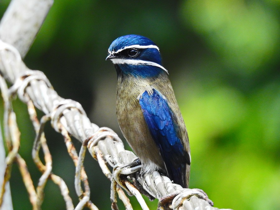 Whiskered Treeswift - ML628290106