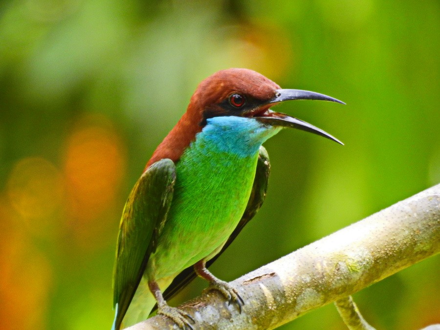 Blue-throated Bee-eater - ML628290109