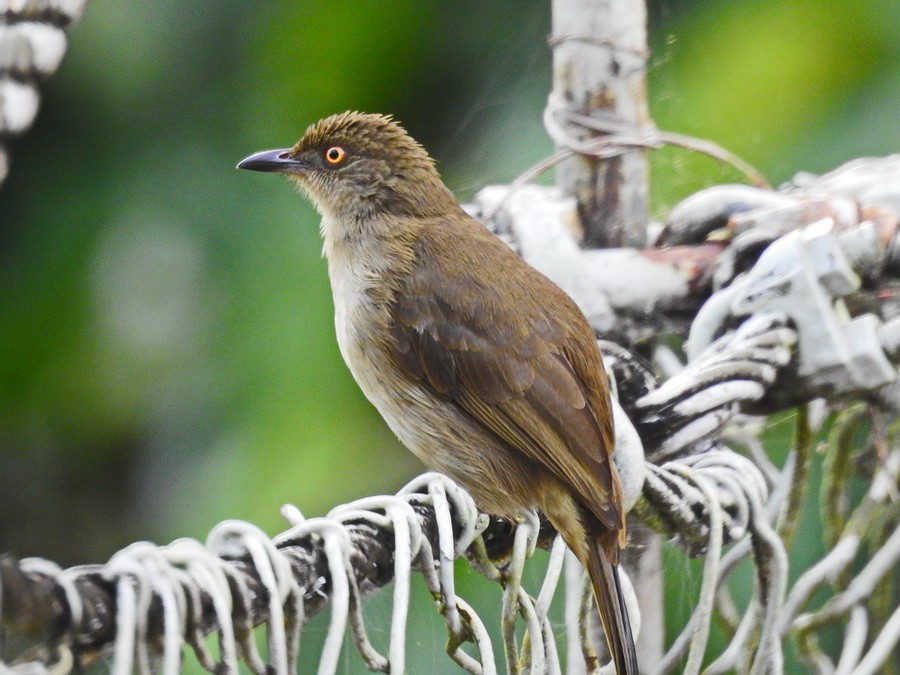 Red-eyed Bulbul - ML628290110