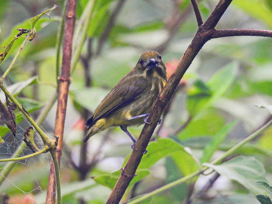 Yellow-breasted Flowerpecker - ML628290111