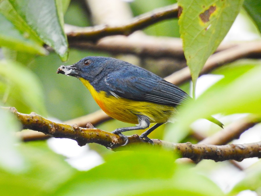 Yellow-rumped Flowerpecker - ML628290115