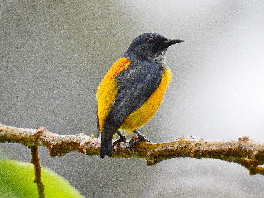 Orange-bellied Flowerpecker - ML628290121