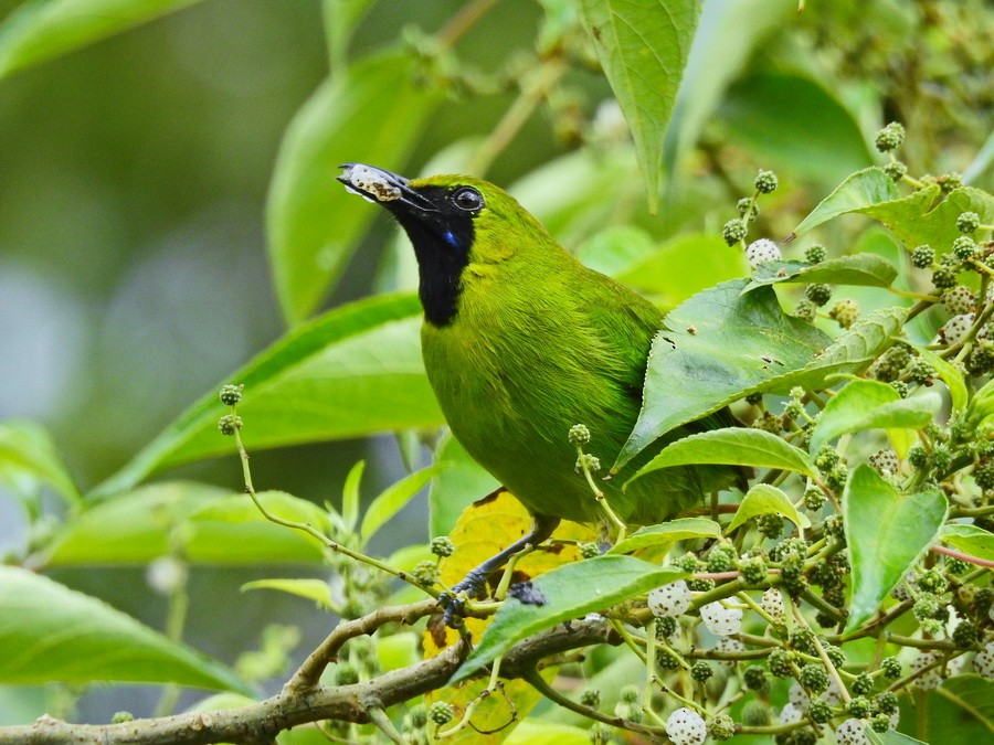 Lesser Green Leafbird - ML628290128