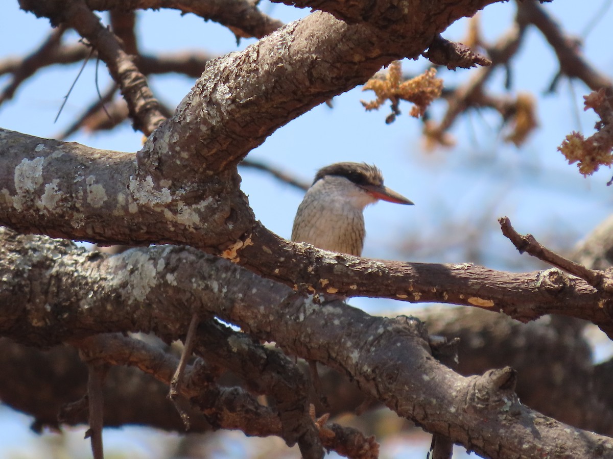 Striped Kingfisher - ML628290318