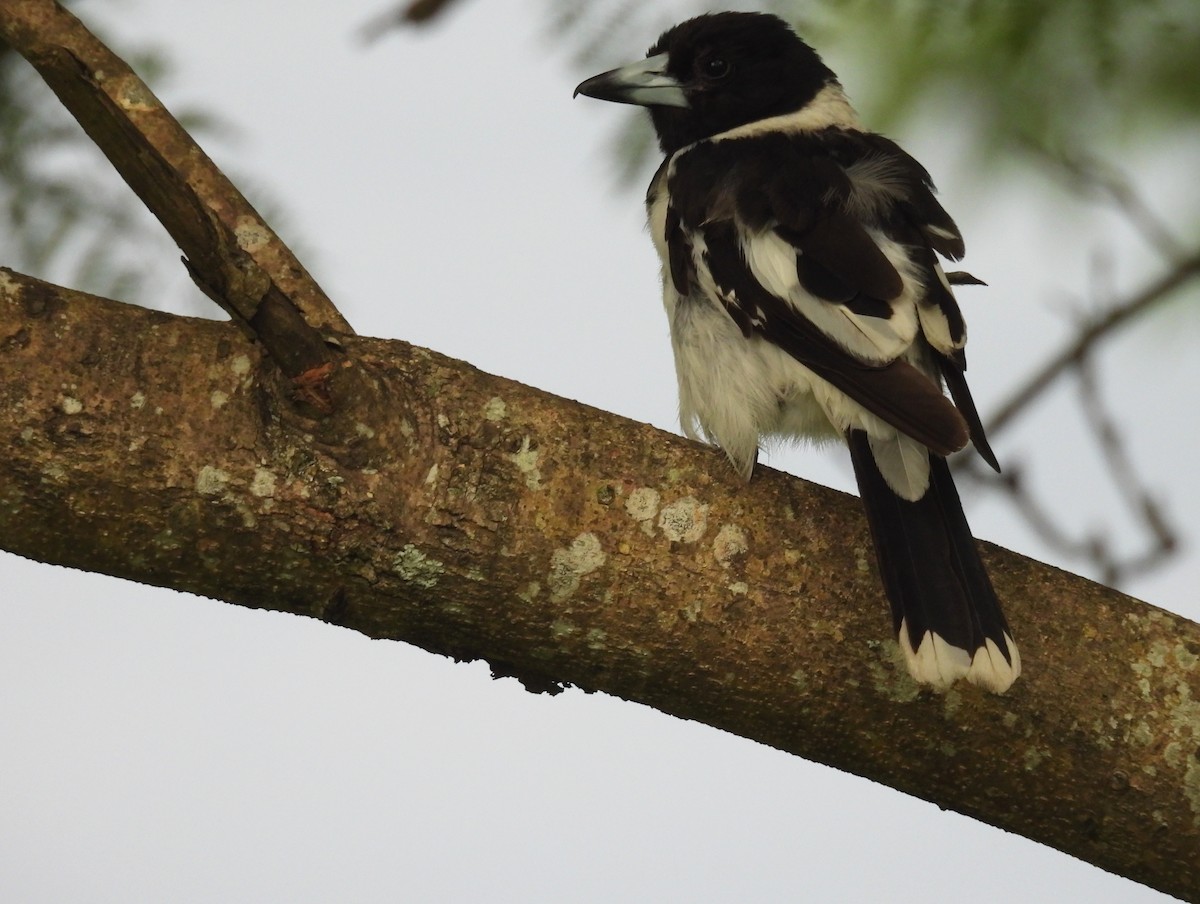 Pied Butcherbird - ML628290360