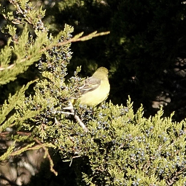 Western Tanager - ML628290437