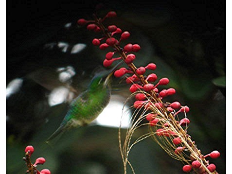Velvet-browed Brilliant - ML628290551