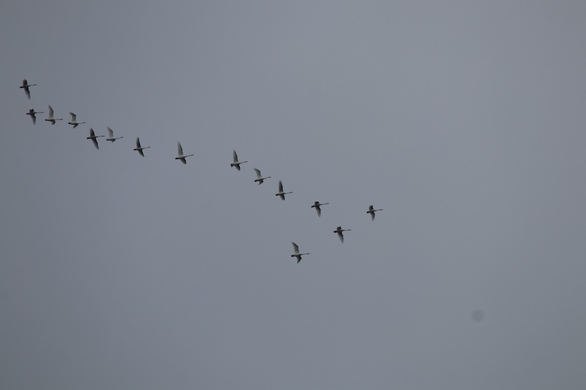 Zwergschwan - ML628290823