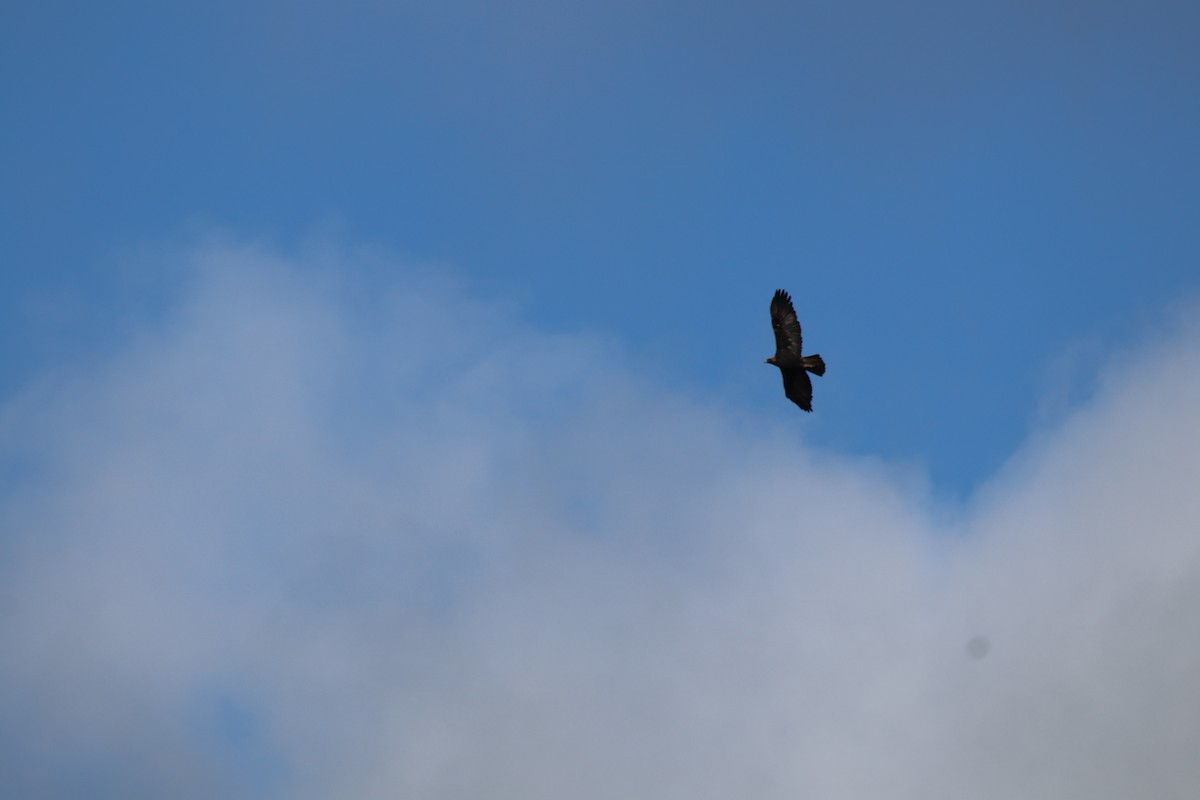 Steinadler - ML628291004