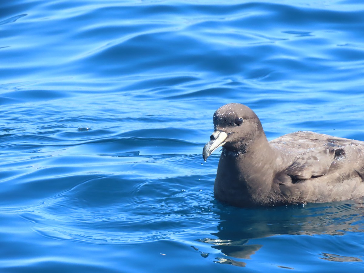 Westland Petrel - ML628291072