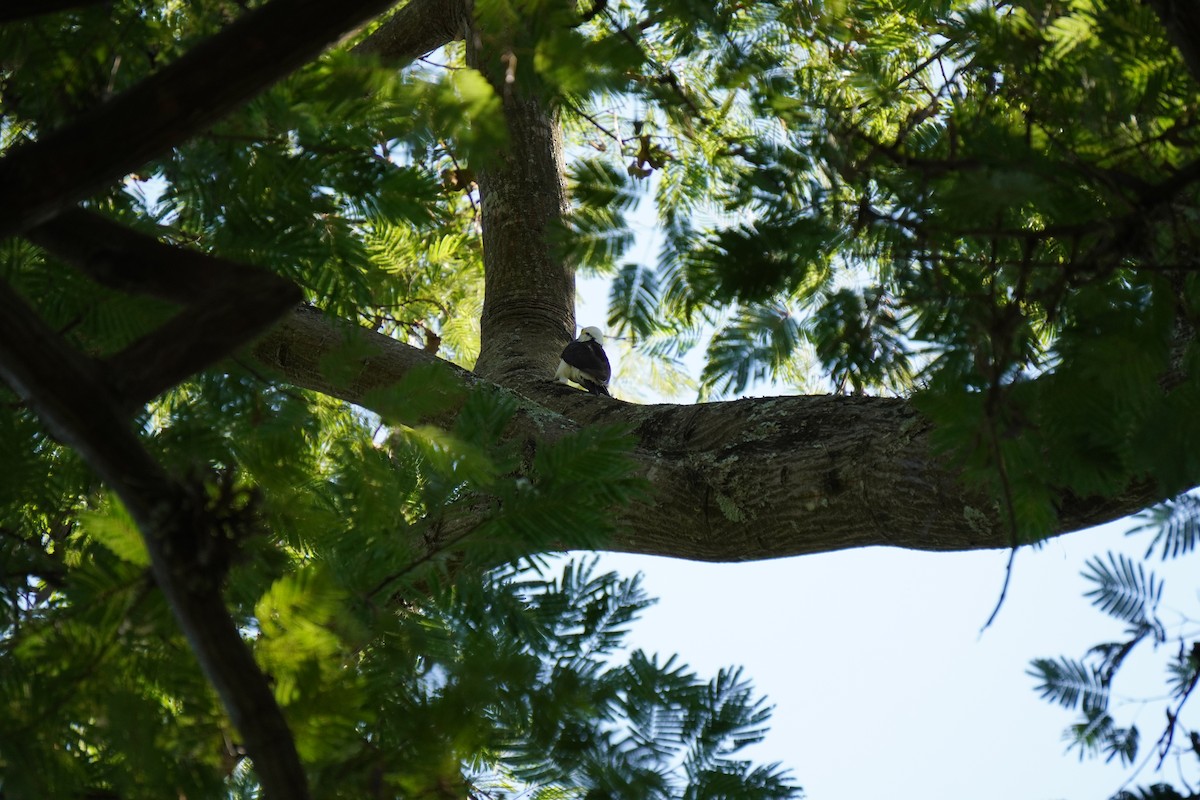 White Woodpecker - ML628291124