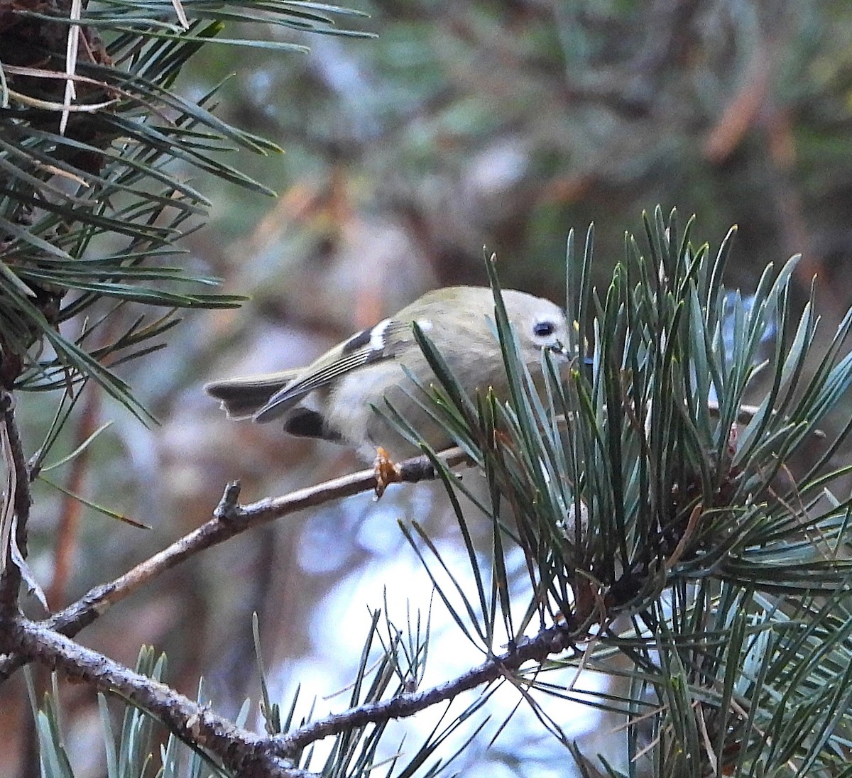Goldcrest - ML628291298