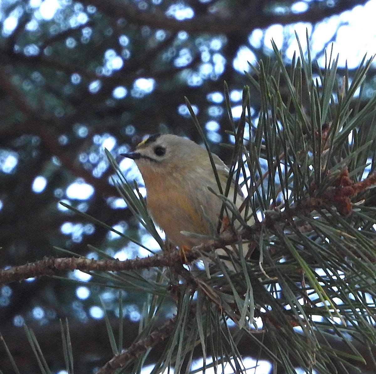 Goldcrest - ML628291299