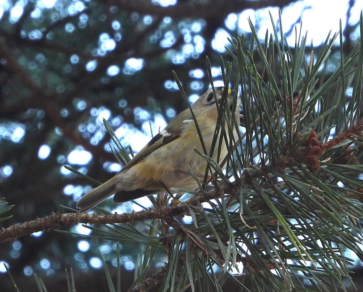 Goldcrest - ML628291300
