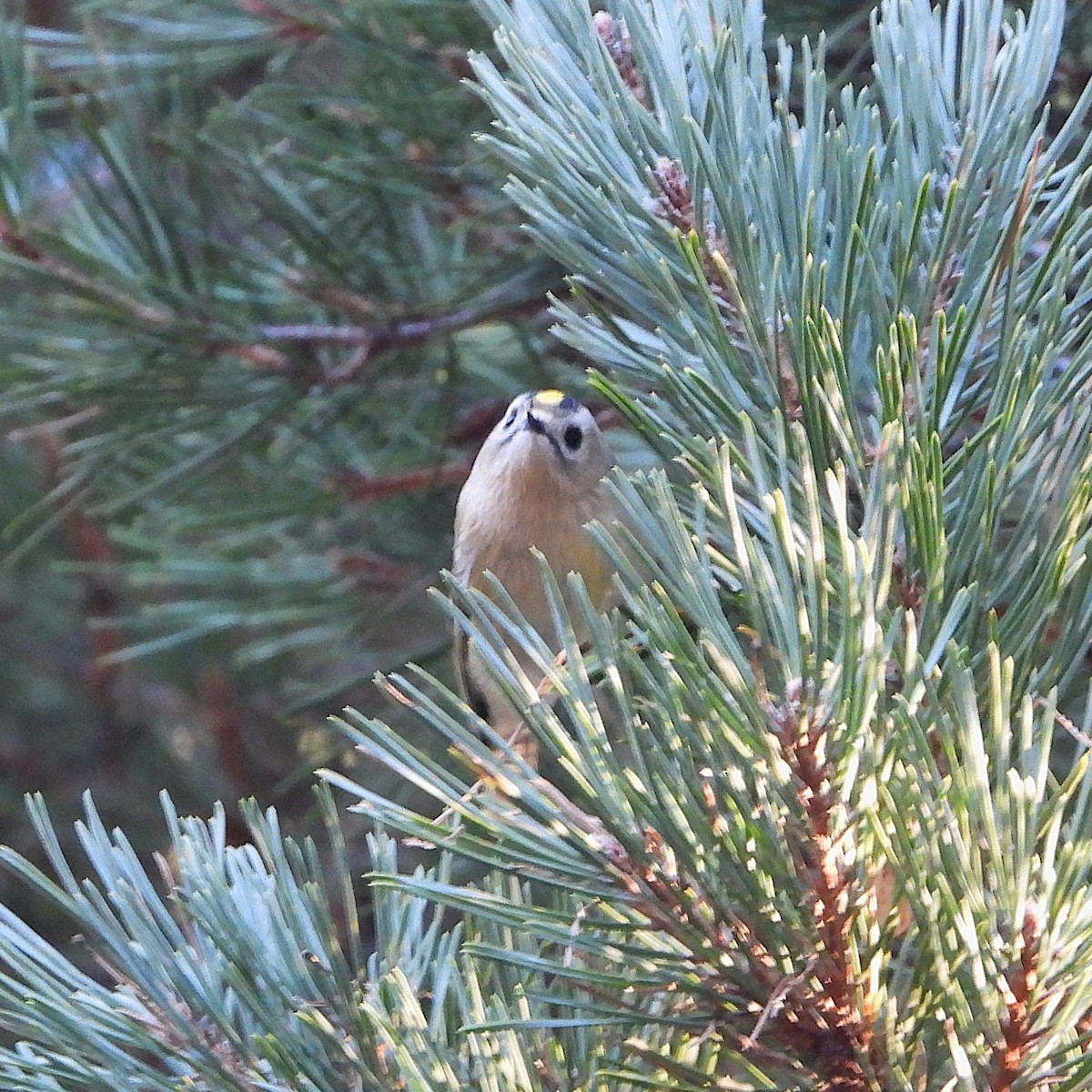 Goldcrest - ML628291301