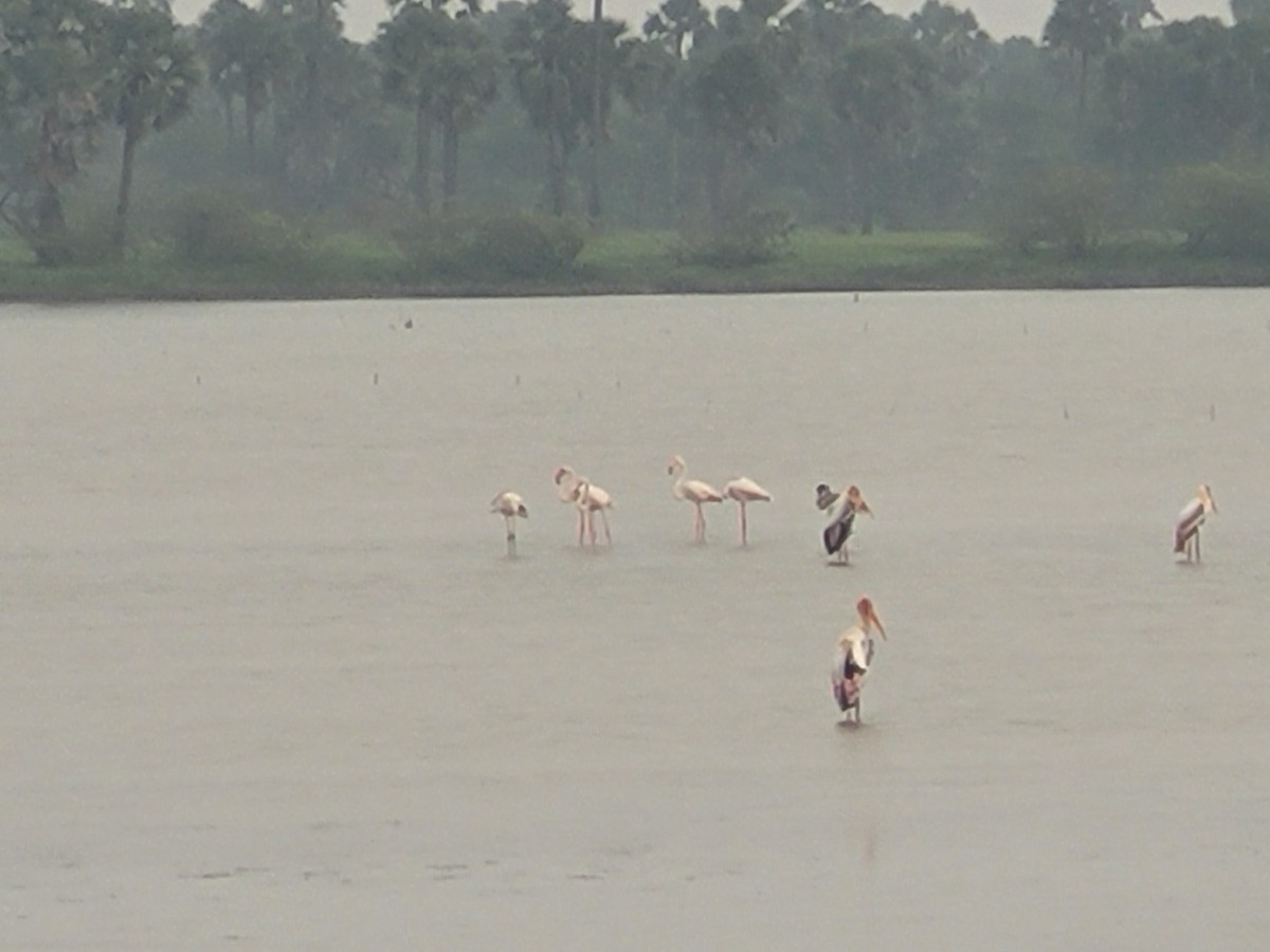 Greater Flamingo - ML628291302