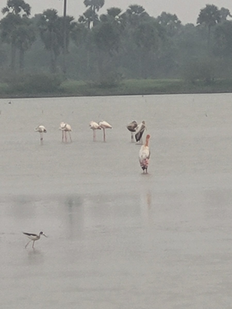 Painted Stork - ML628291308