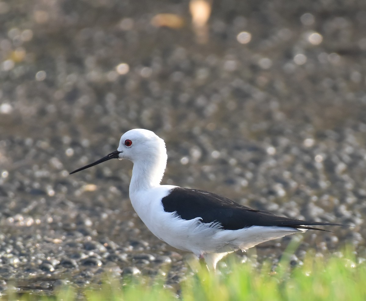 Black-winged Stilt - ML628291318