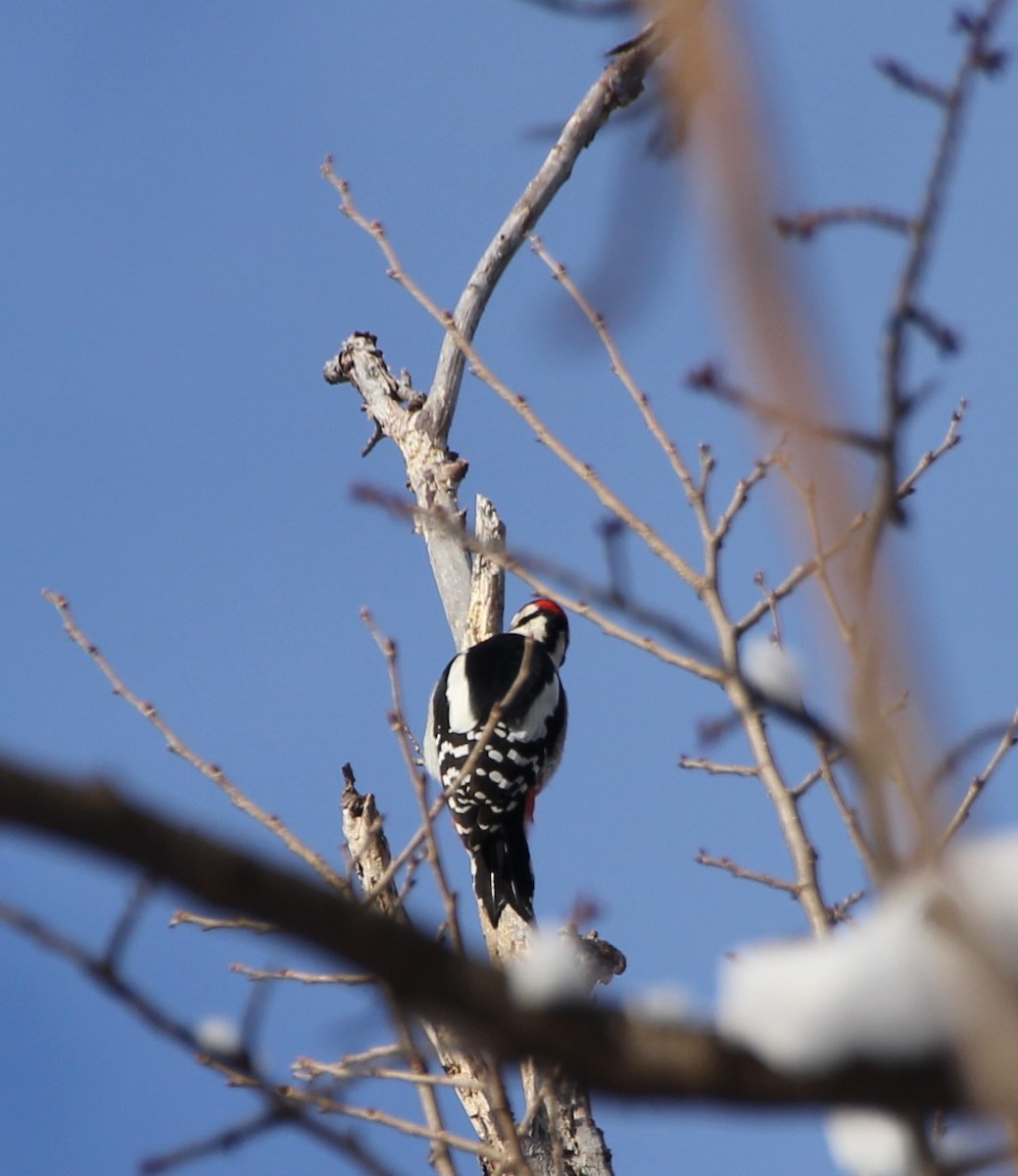 strakapoud velký - ML628291439