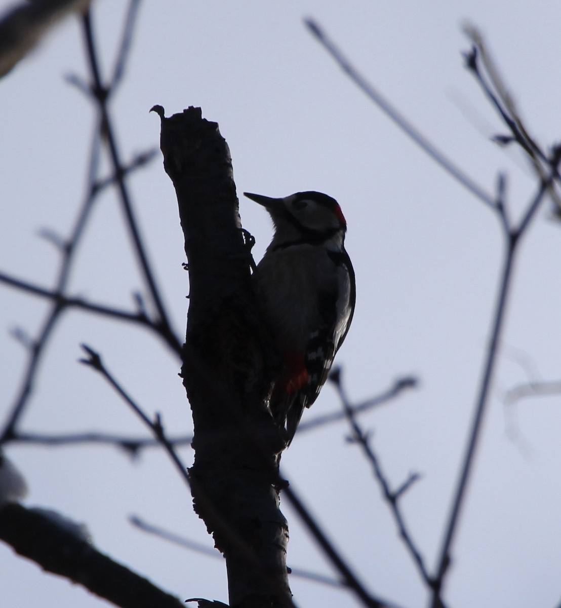 strakapoud velký - ML628291440