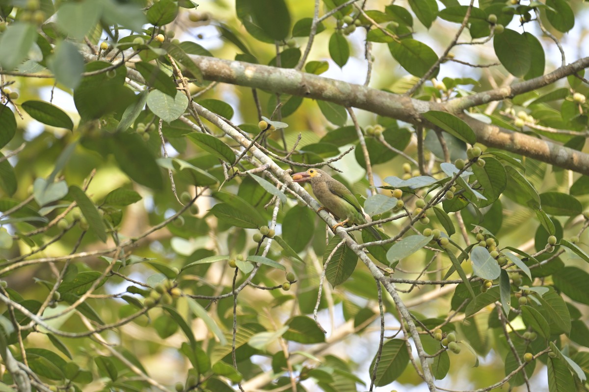 Brown-headed Barbet - ML628291538