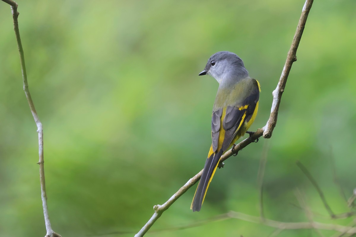 Minivet Gorjigrís - ML628291585