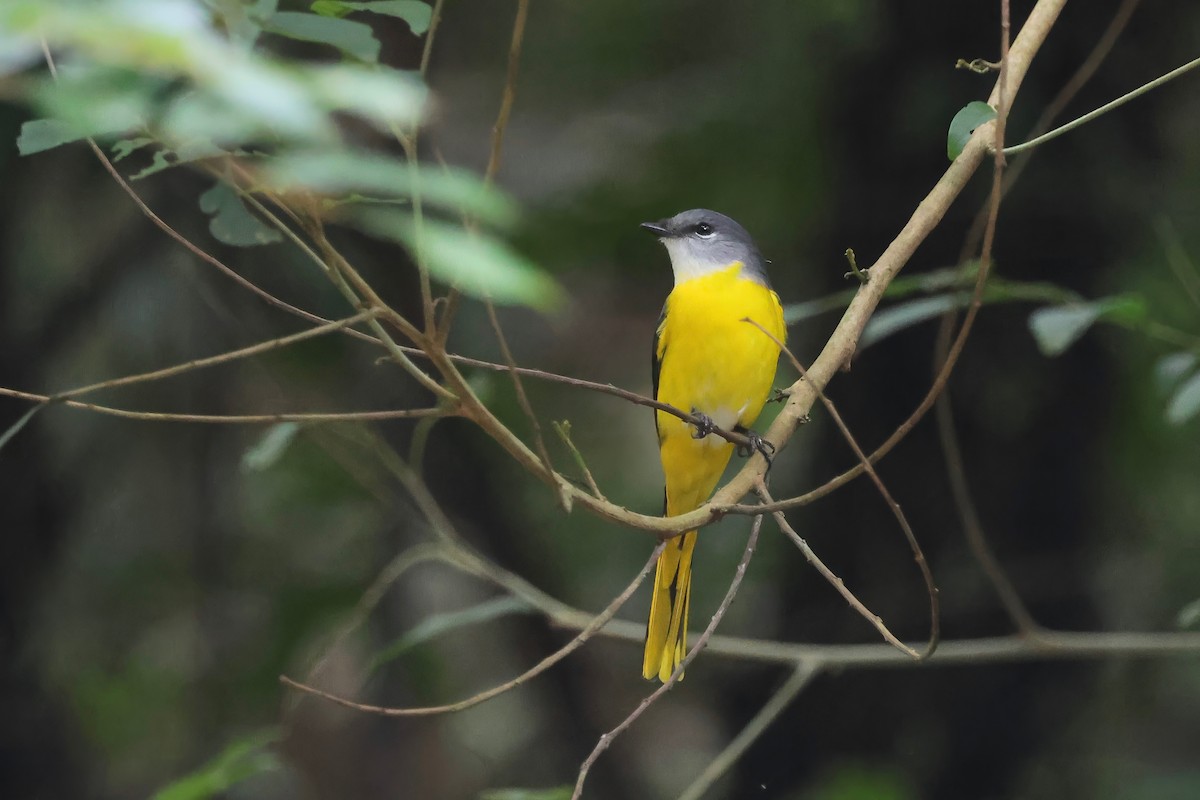 Minivet Gorjigrís - ML628291586