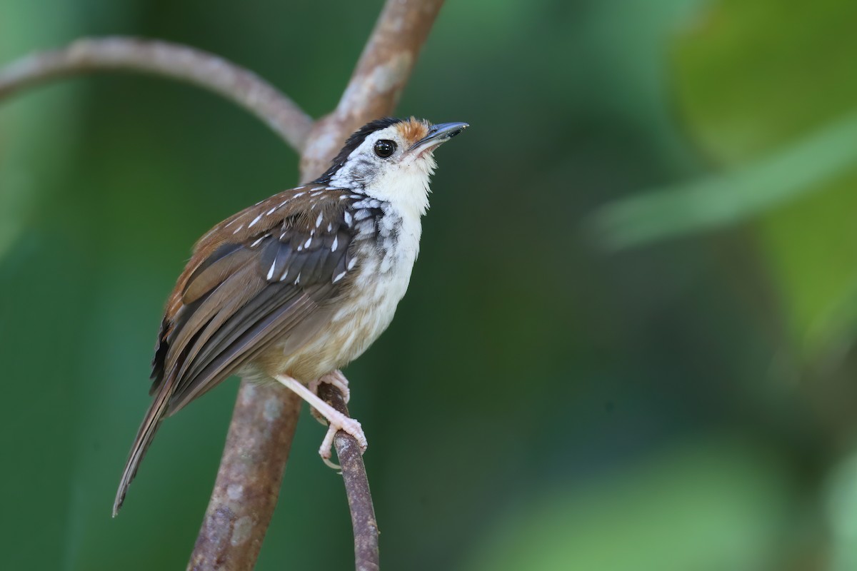 Striped Wren-Babbler - ML628291757