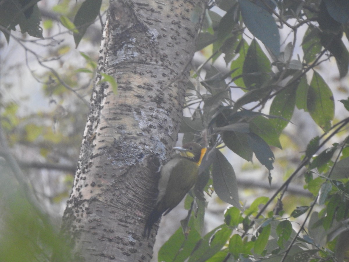 Greater Yellownape - ML628291778