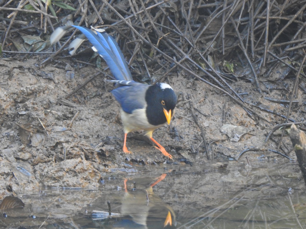 Yellow-billed Blue-Magpie - ML628291884