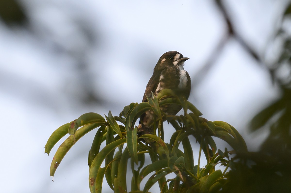 White-browed Purpletuft - ML628291949