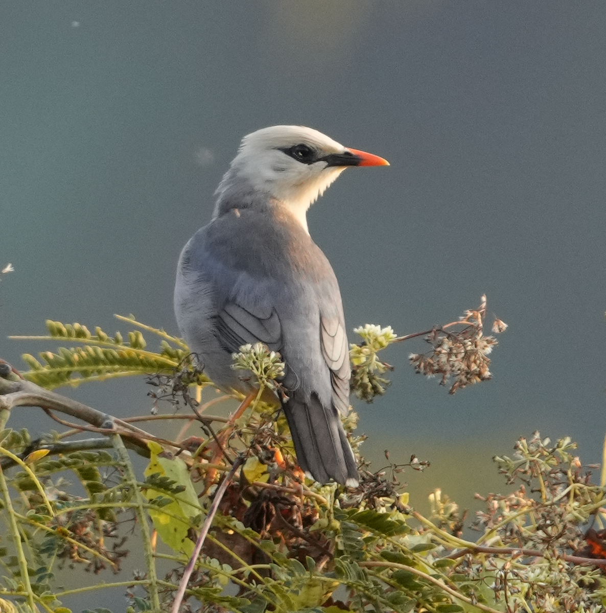 Burmese Myna - ML628292046
