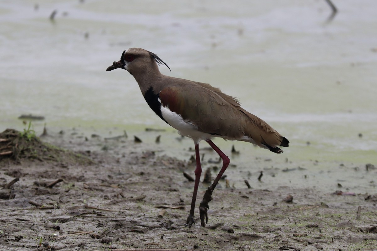 Southern Lapwing - ML628292078