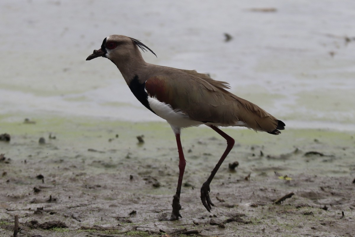 Southern Lapwing - ML628292079