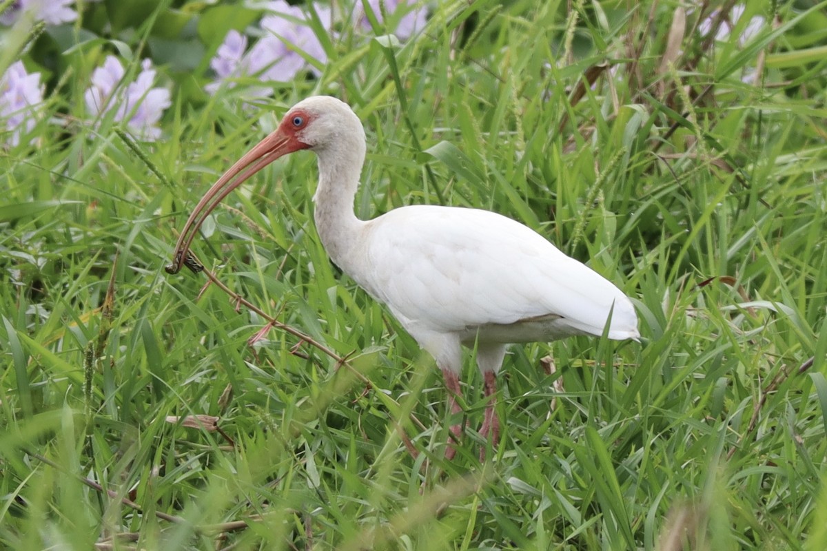 White Ibis - ML628292137