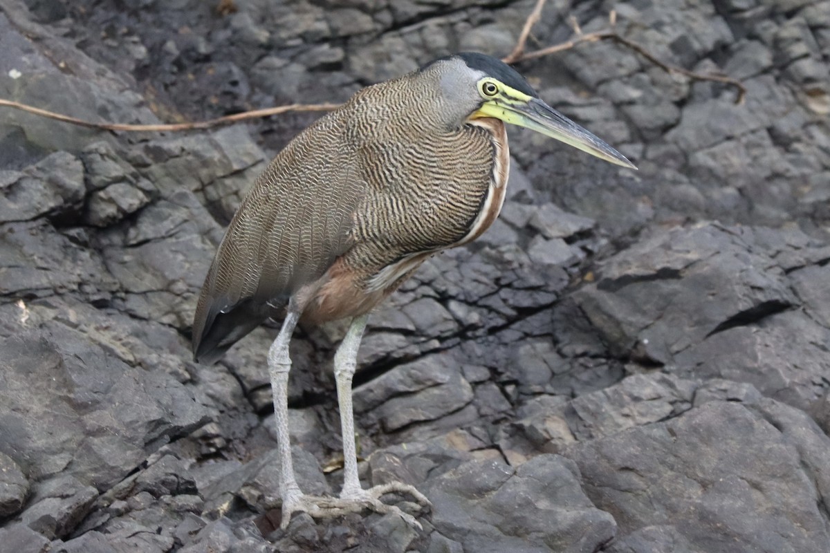 Bare-throated Tiger-Heron - ML628292163