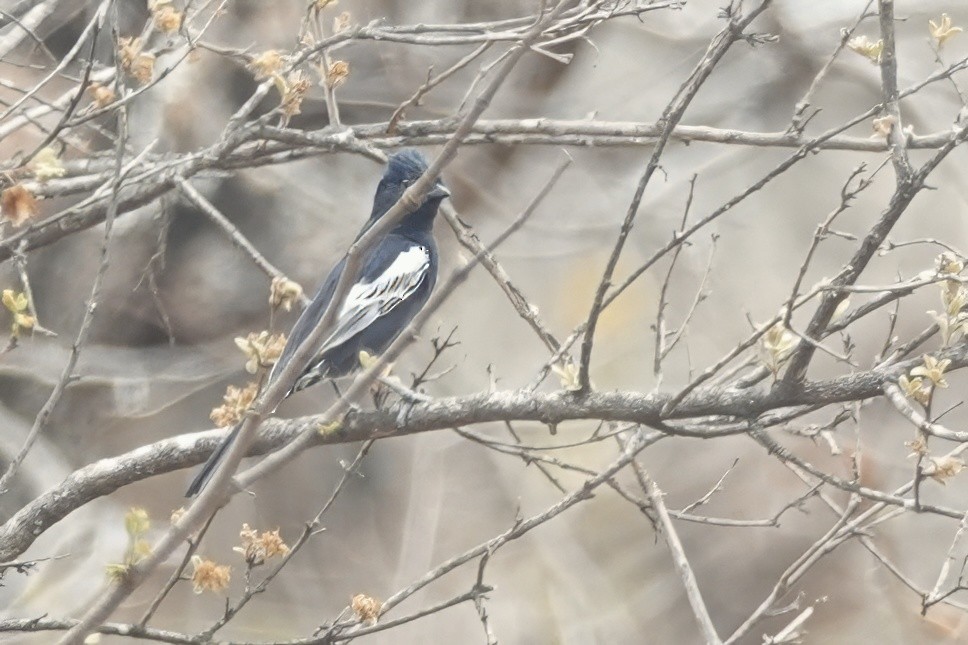 Southern Black-Tit - ML628292164