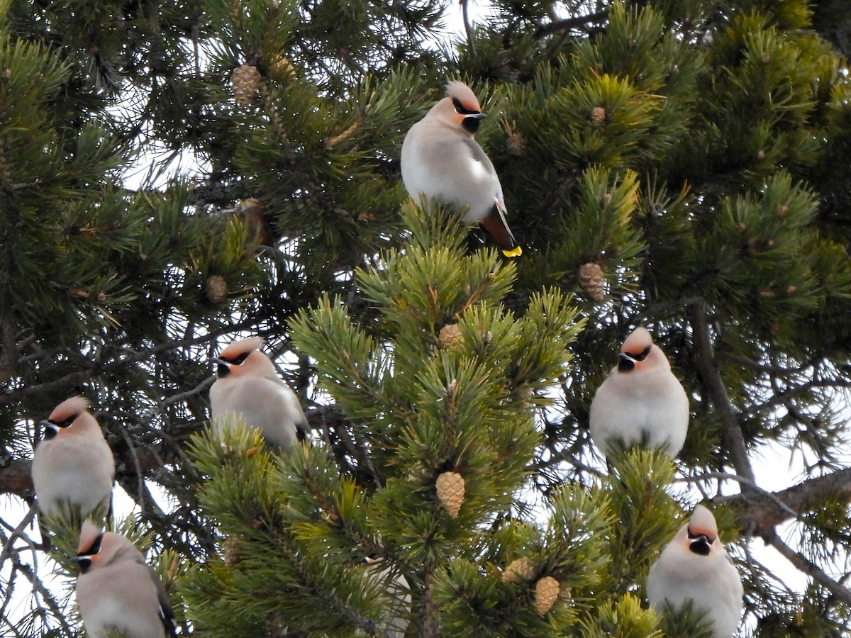 brkoslav severní - ML628292166