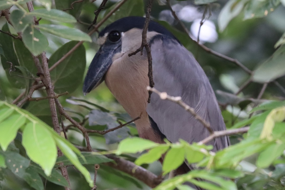 Boat-billed Heron - ML628292173