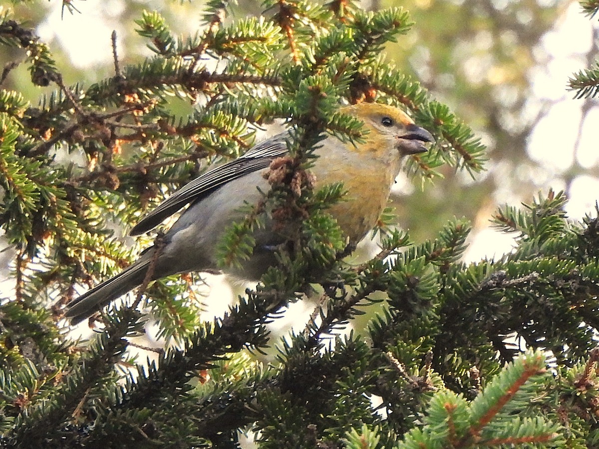 hýl křivčí - ML628292190