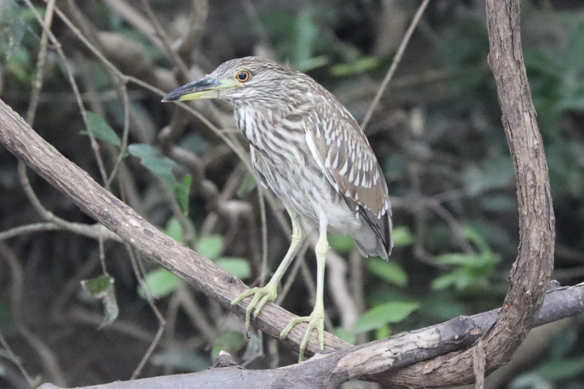 Black-crowned Night Heron - ML628292232