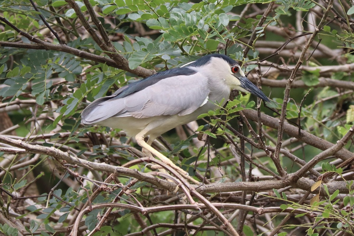 Black-crowned Night Heron - ML628292233