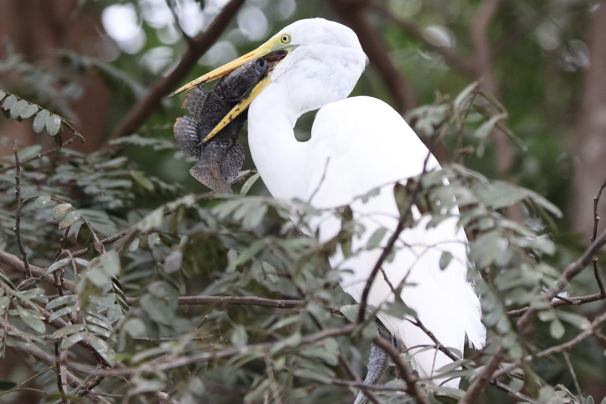 Great Egret - ML628292242