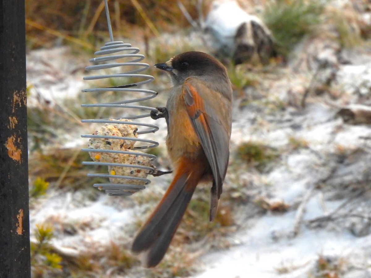 sojka zlověstná - ML628292267