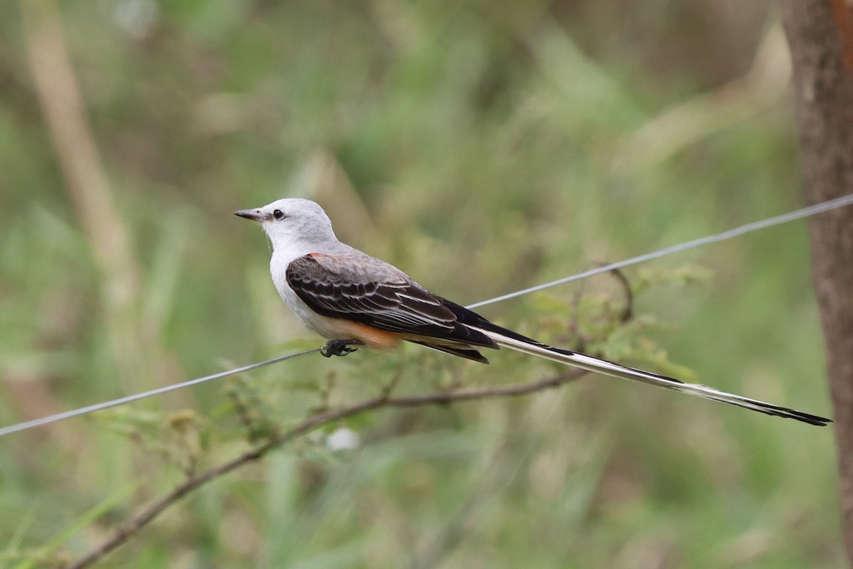 Scissor-tailed Flycatcher - ML628292269