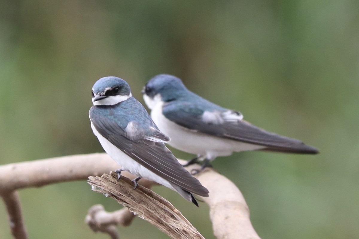 Mangrove Swallow - ML628292270