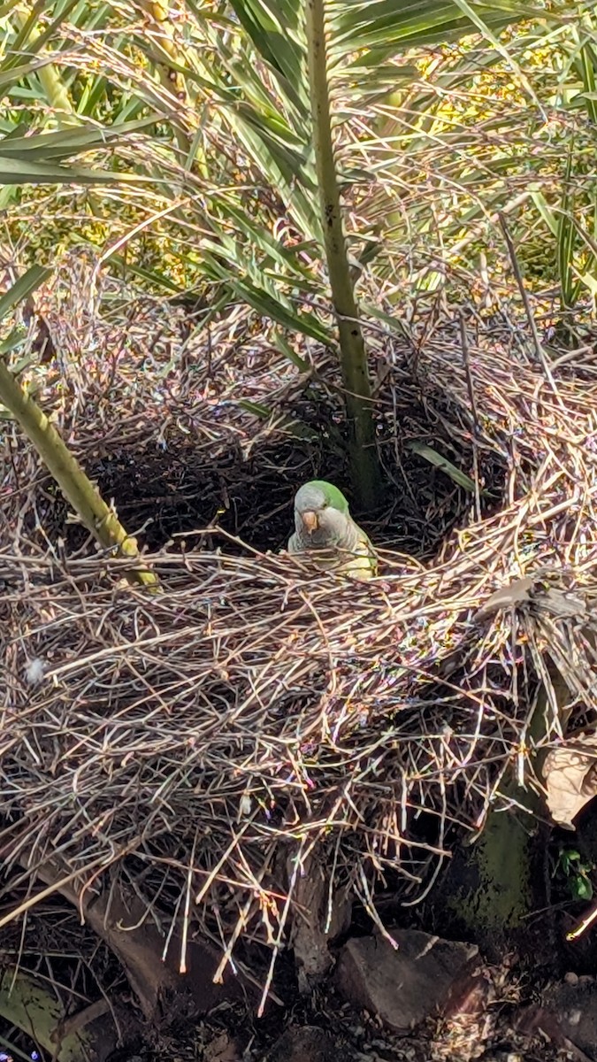 Monk Parakeet - ML628292272