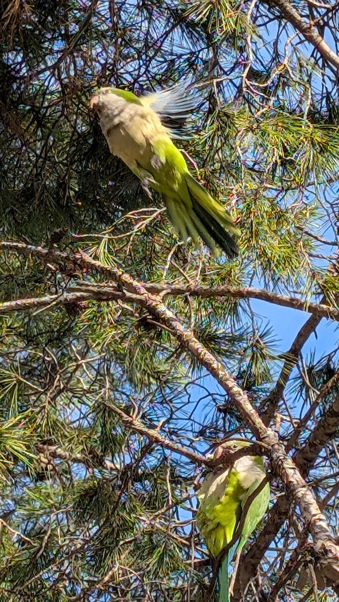 Monk Parakeet - ML628292273